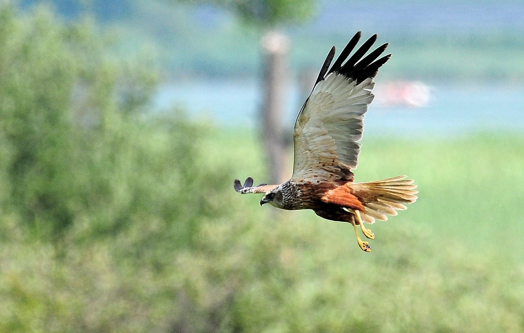 Falco di Palude Maschio